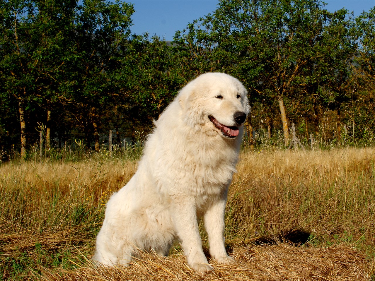 Maremma Sheepdog Dog 5