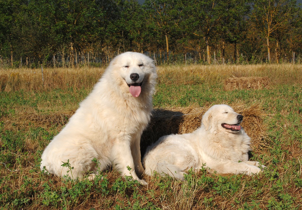 Maremma Sheepdog Dog 6