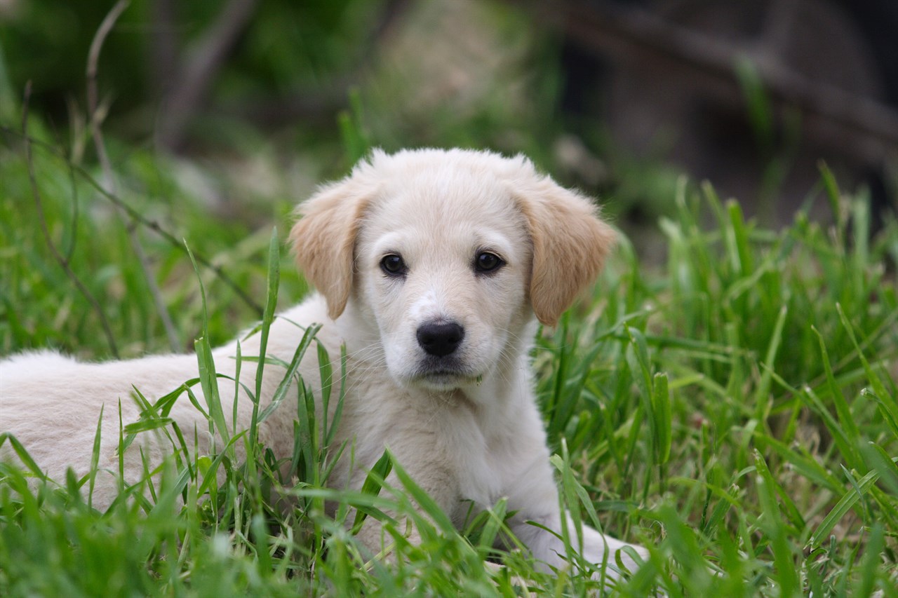 Maremma Sheepdog Puppy