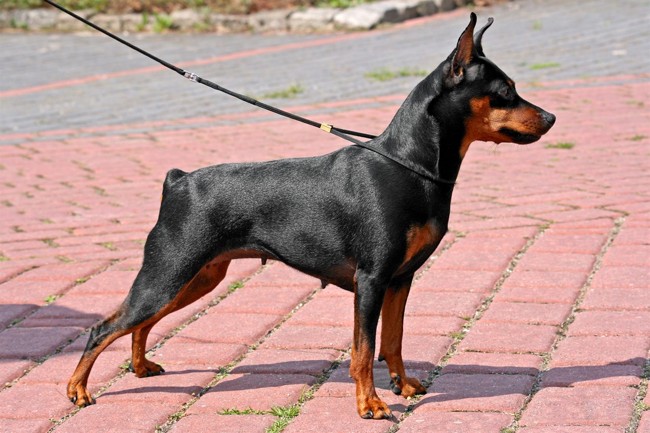 Miniature Pinscher Dog 1