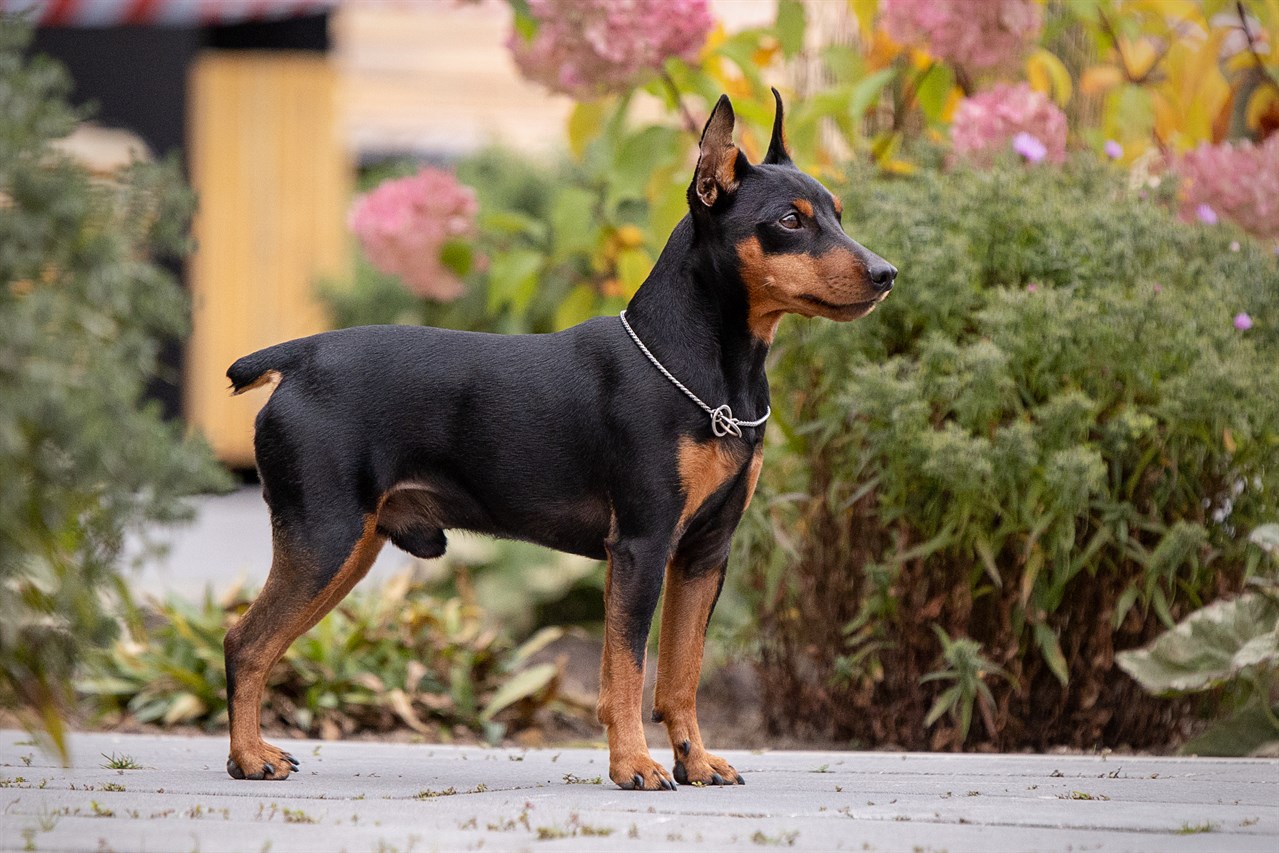 Miniature Pinscher Dog 2