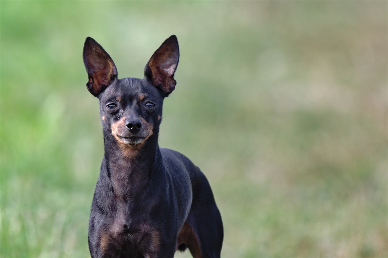 Miniature Pinscher Dog 4