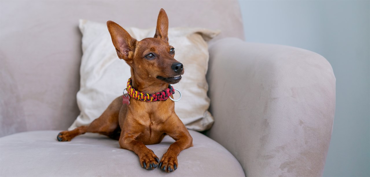 Miniature Pinscher Dog 5