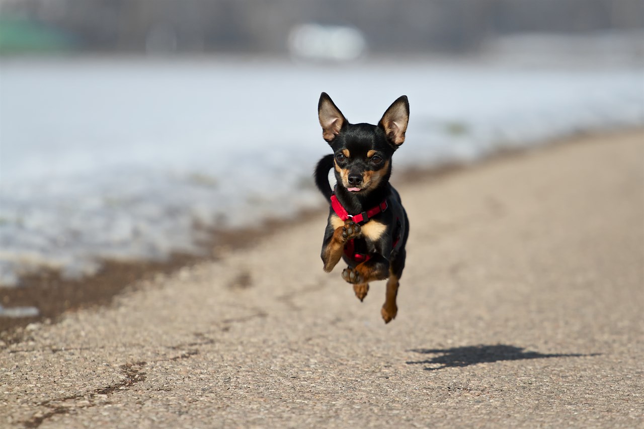 Miniature Pinscher Dog 6