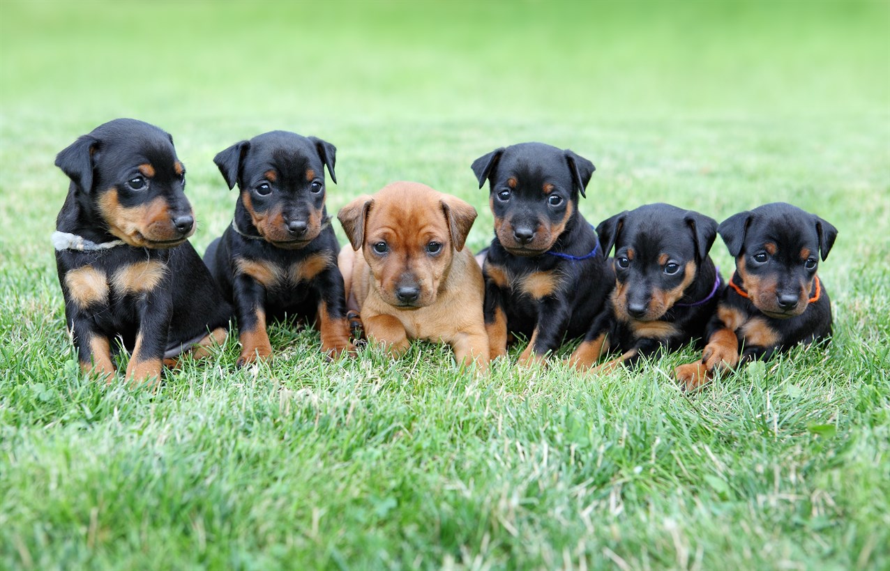 Miniature Pinscher Puppy