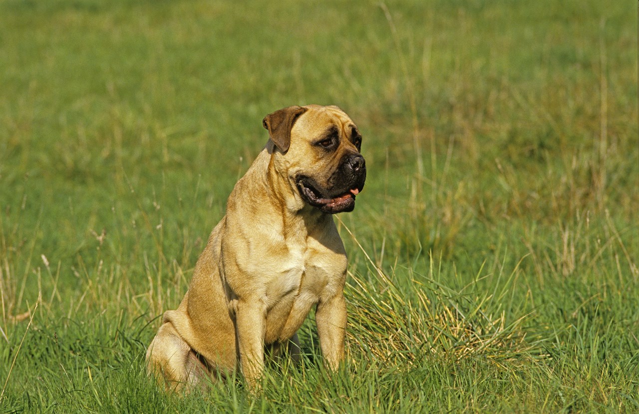 Mastiff Dog 1