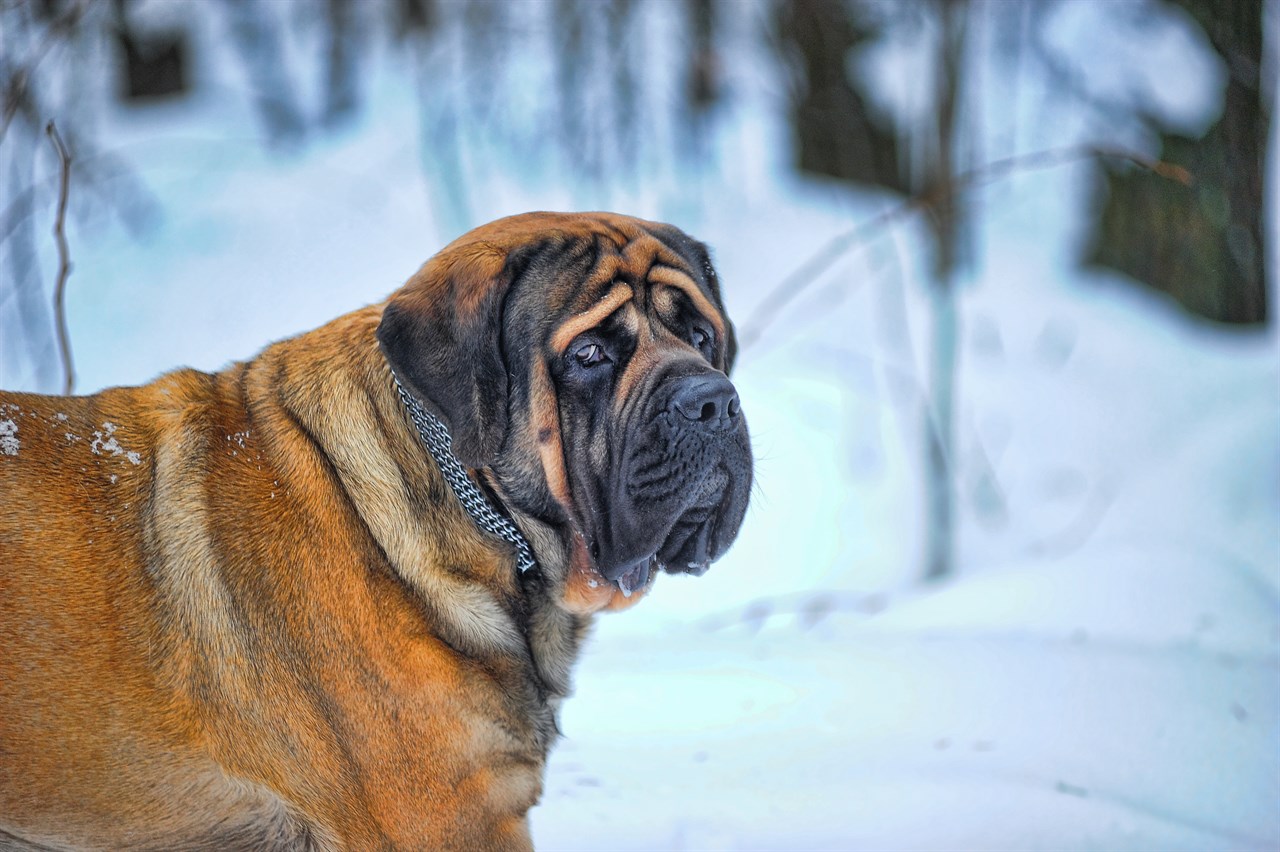 Mastiff Dog 3