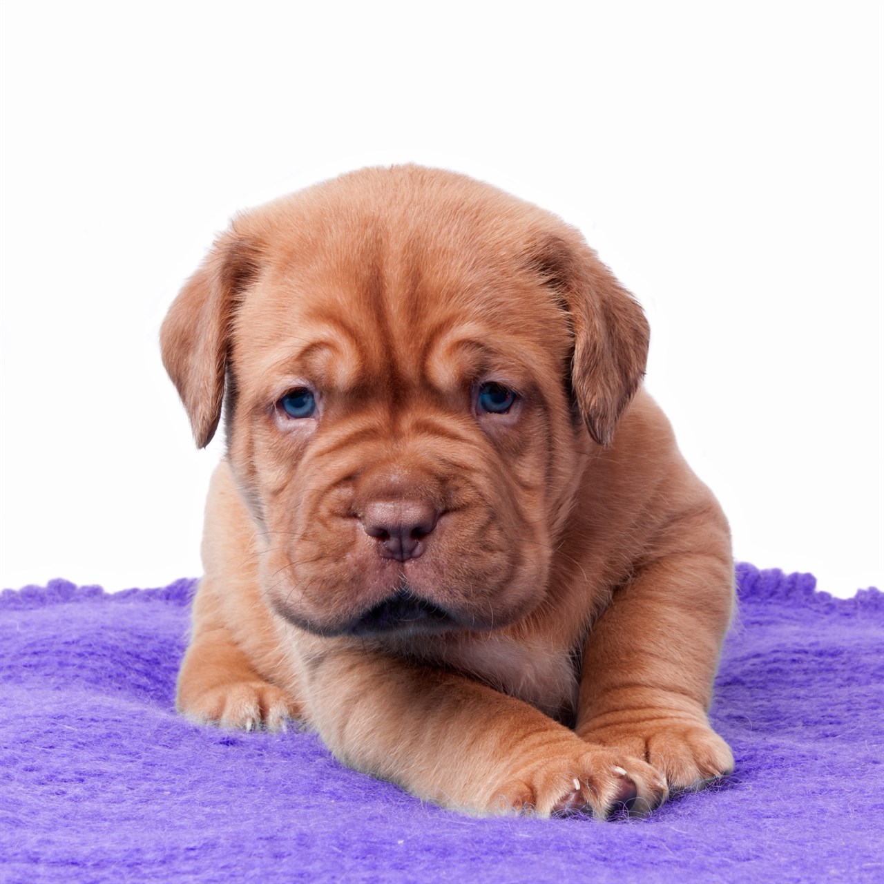 Mastiff Puppy