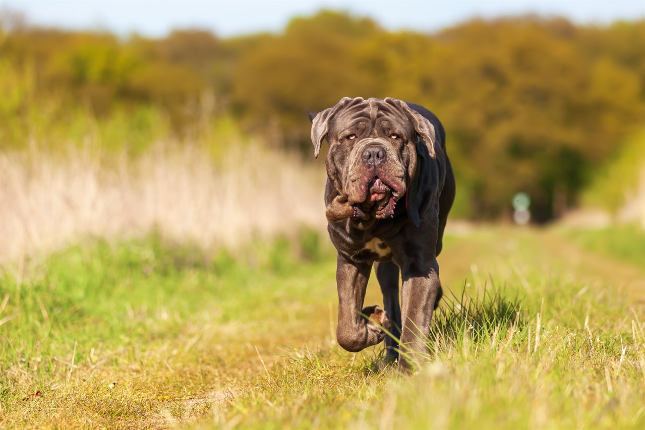 Neapolitan Mastiff Dog 1