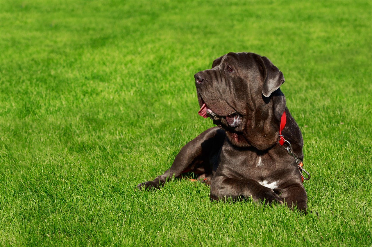 Neapolitan Mastiff Dog 2