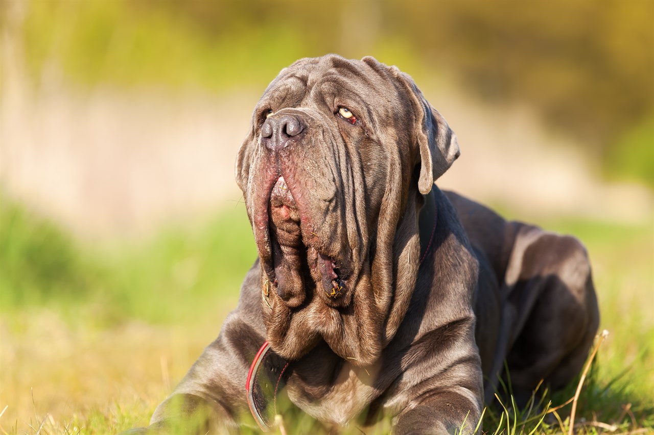 Neapolitan Mastiff Dog 3