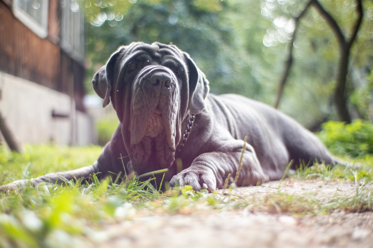 Neapolitan Mastiff Dog 4