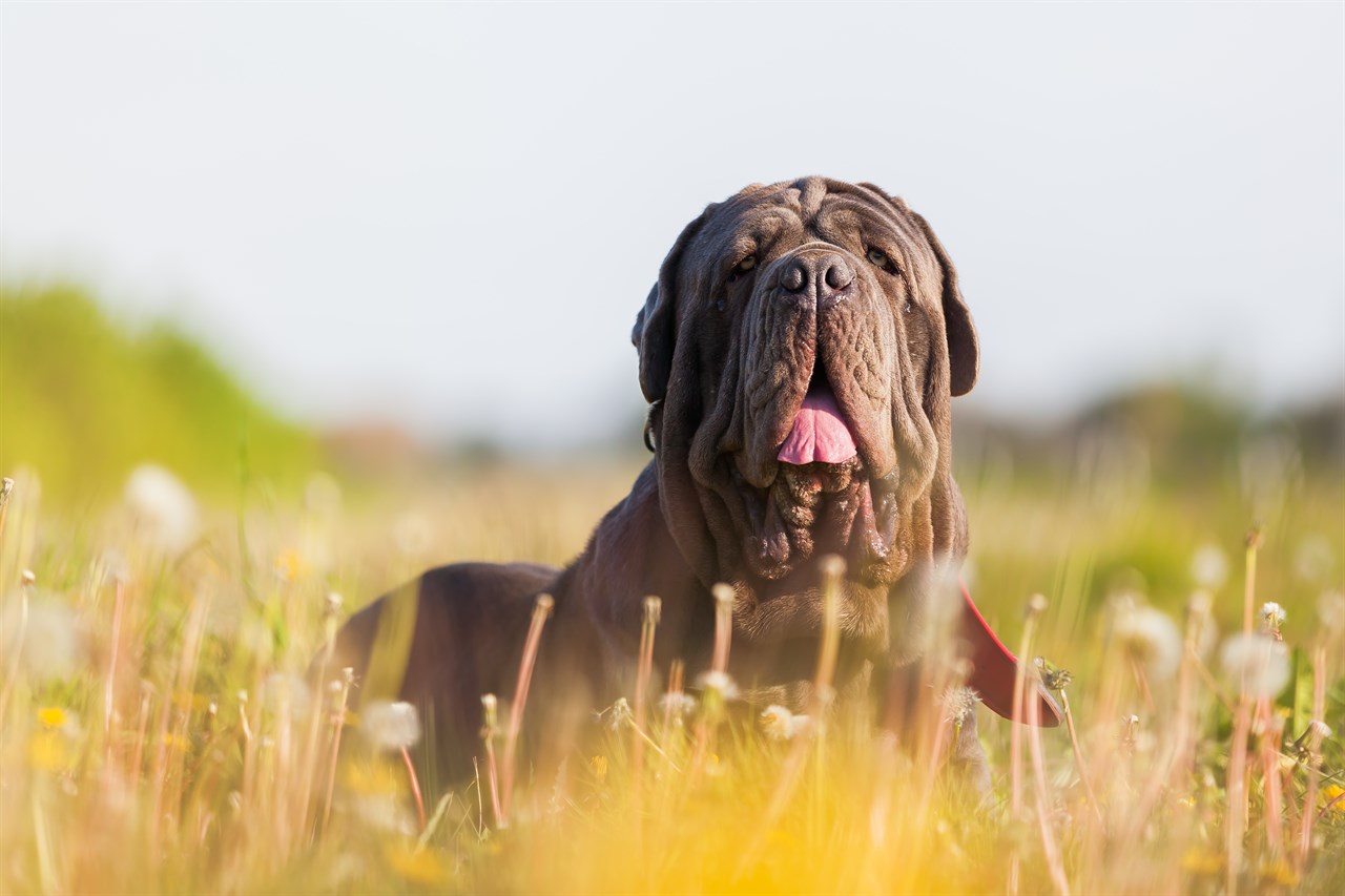 Neapolitan Mastiff Dog 5