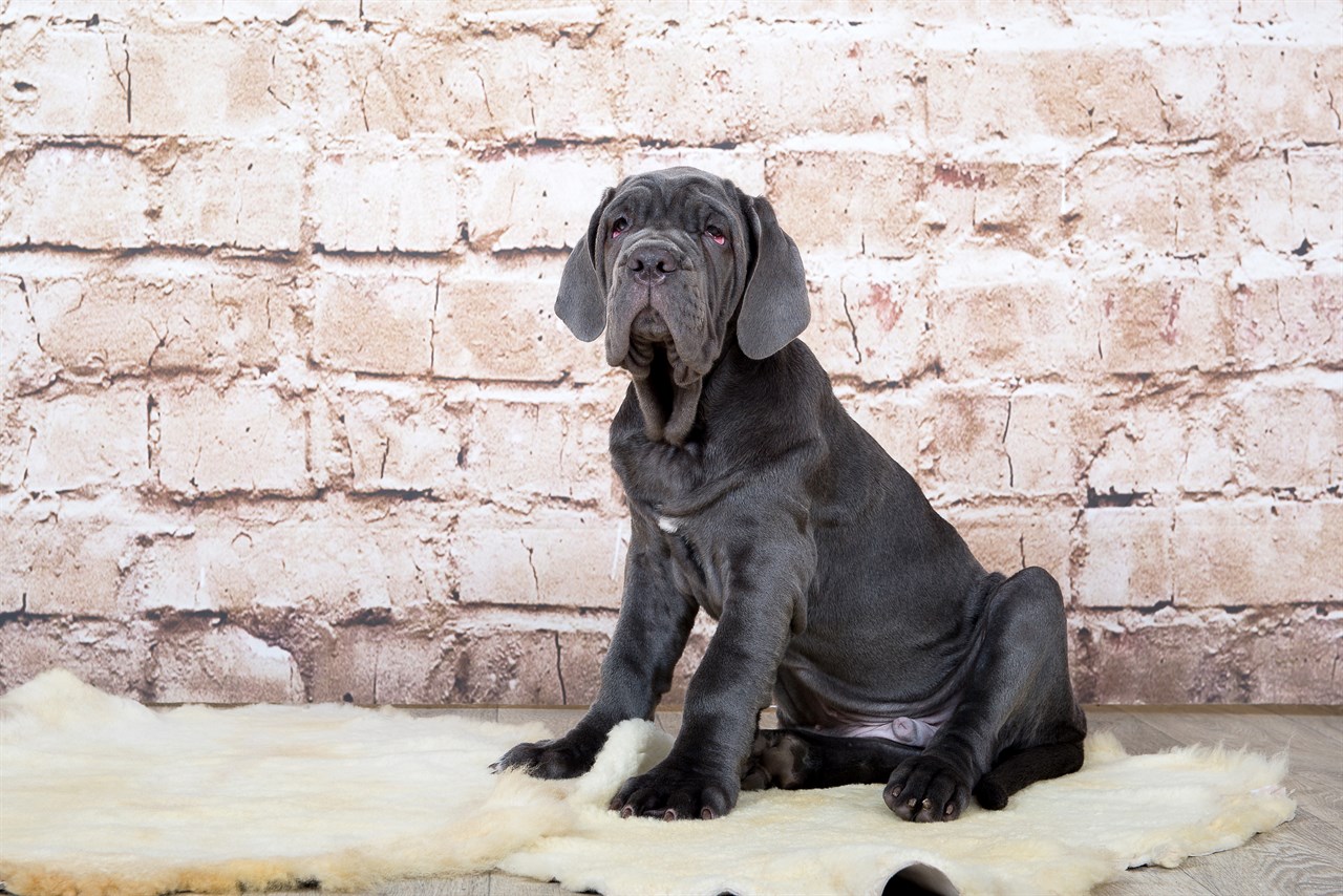 Neapolitan Mastiff Puppy 2