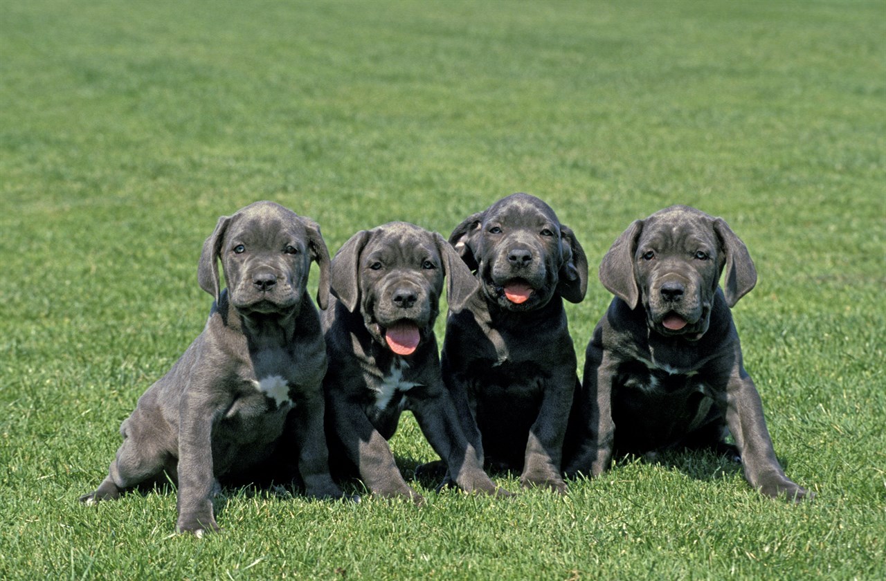 Neapolitan Mastiff Puppy