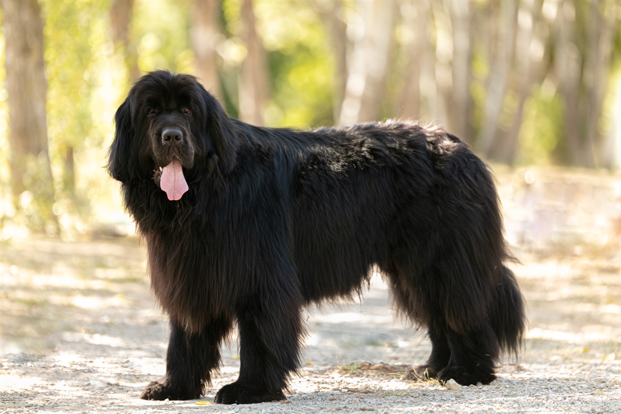 Newfoundland Dog 1