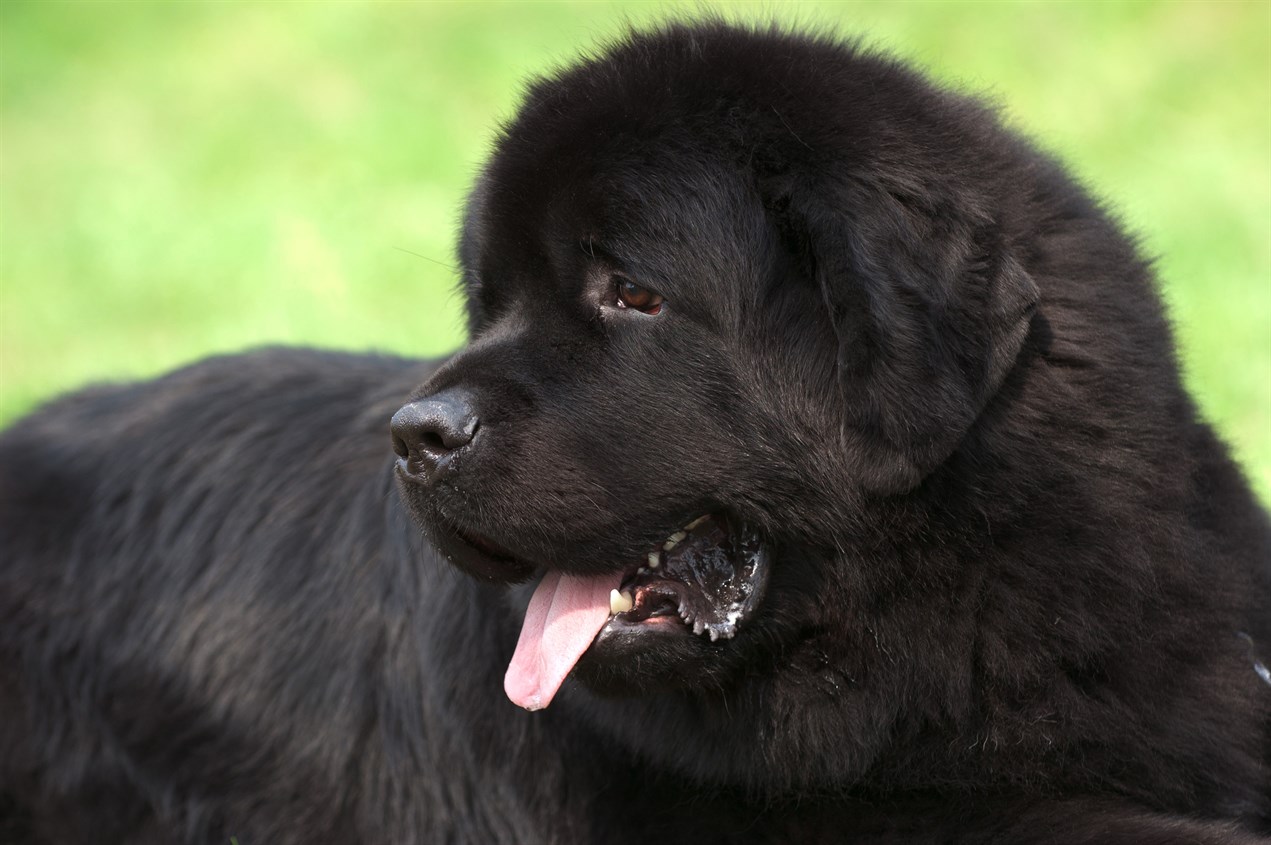 Newfoundland Dog 2