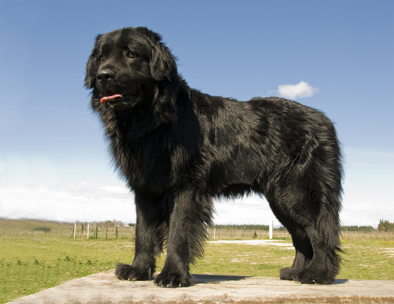 Newfoundland Dog 3