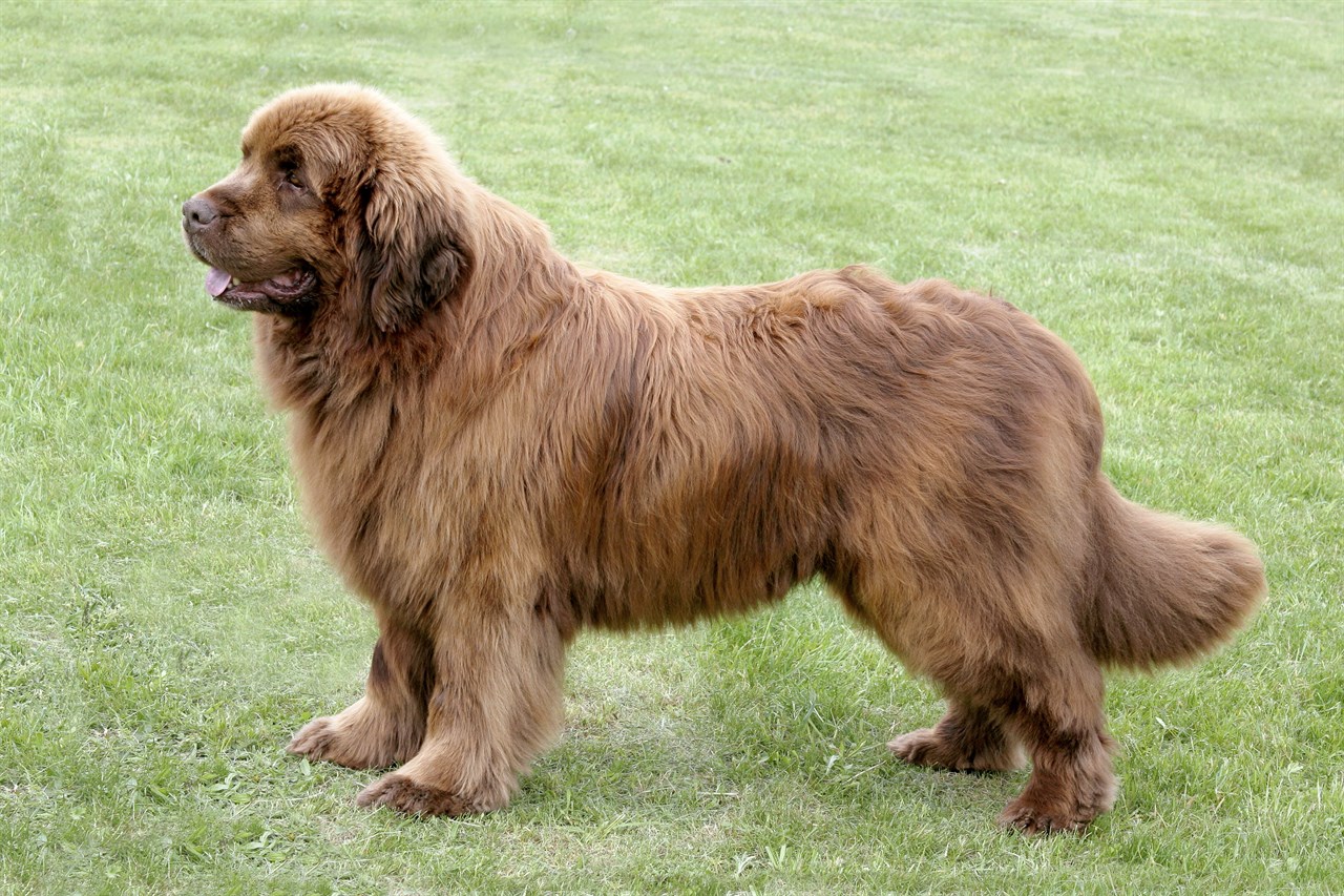 Newfoundland Dog 4