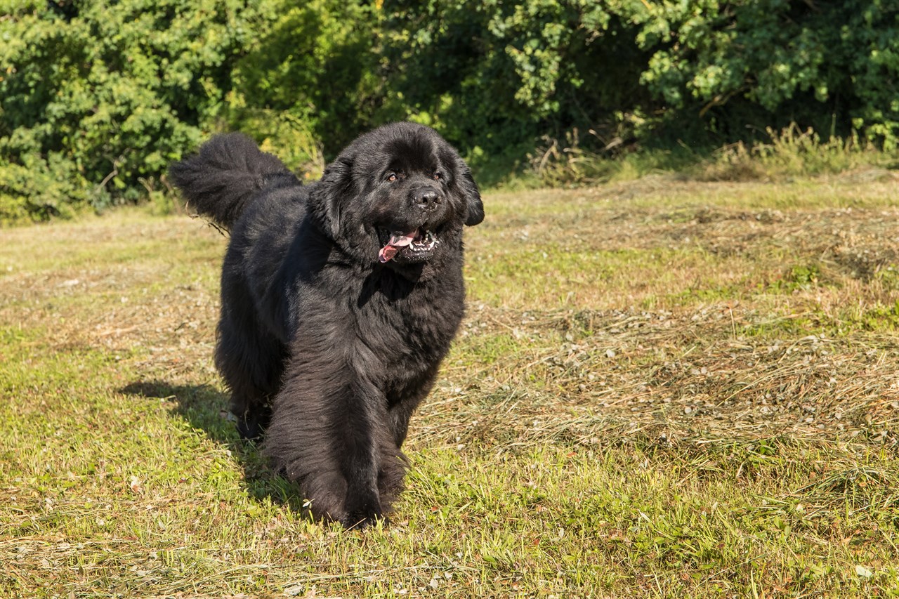 Newfoundland Dog 5