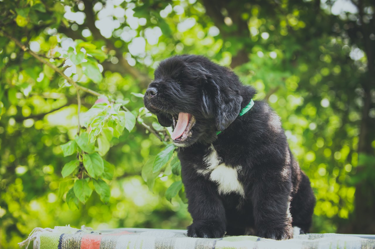 Newfoundland Dog 6