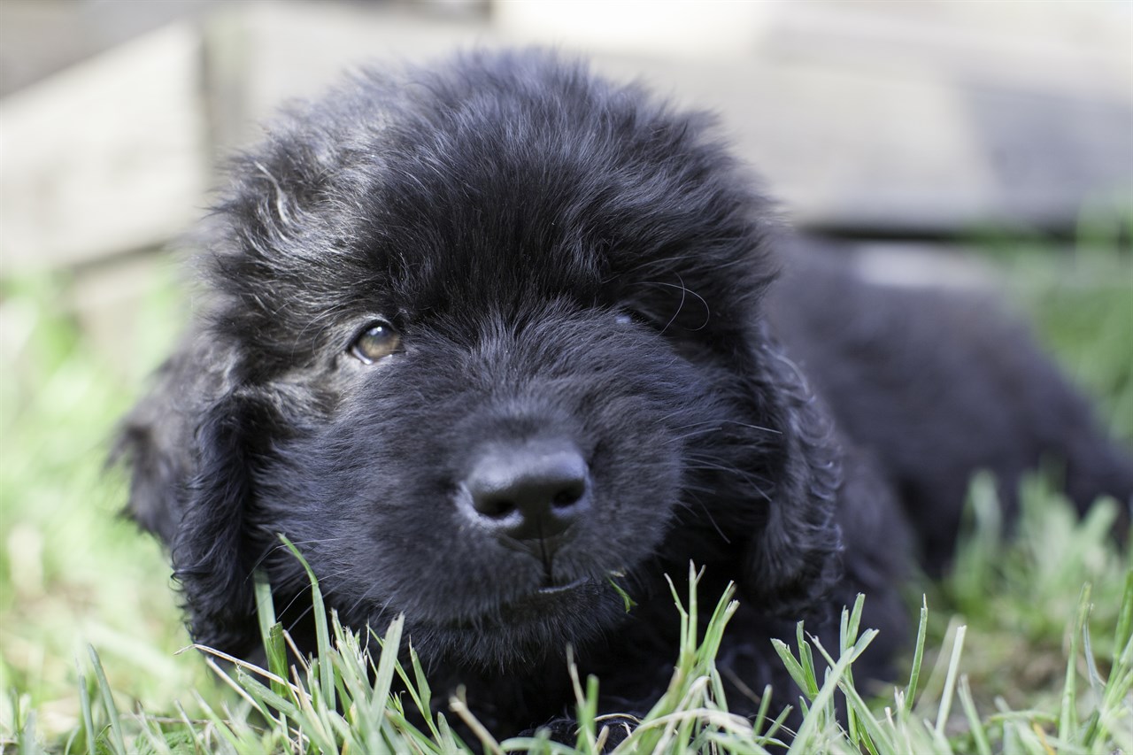 Newfoundland Puppy