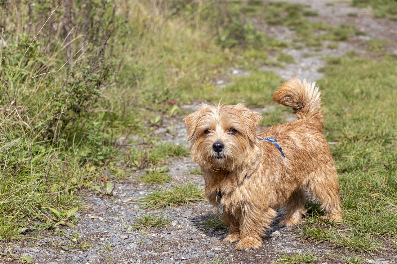 Norfolk Terrier Dog standing on gravel covered grass looking at camera