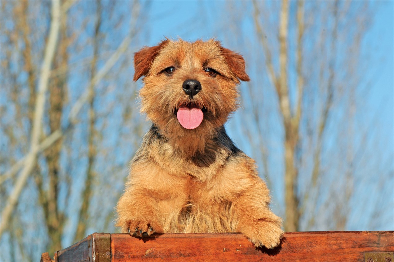 Norfolk Terrier Dog 2