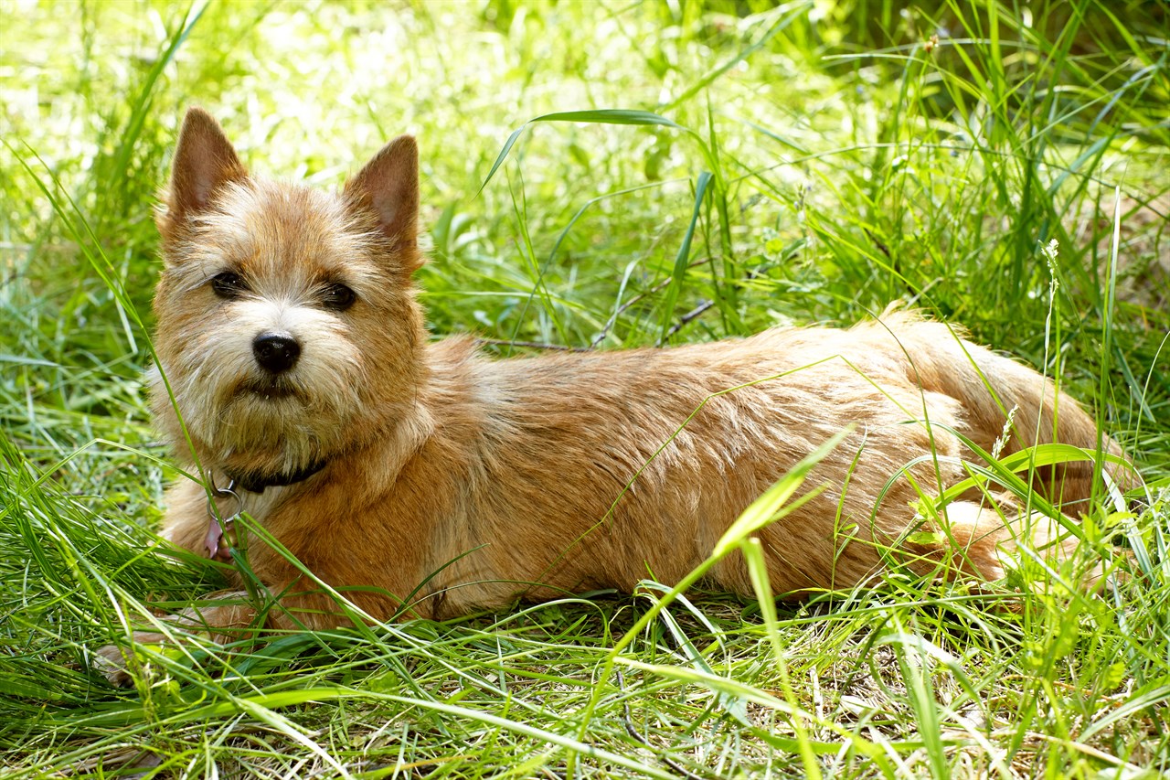 Norfolk Terrier Dog lying belly down on tall green grass looking at camera