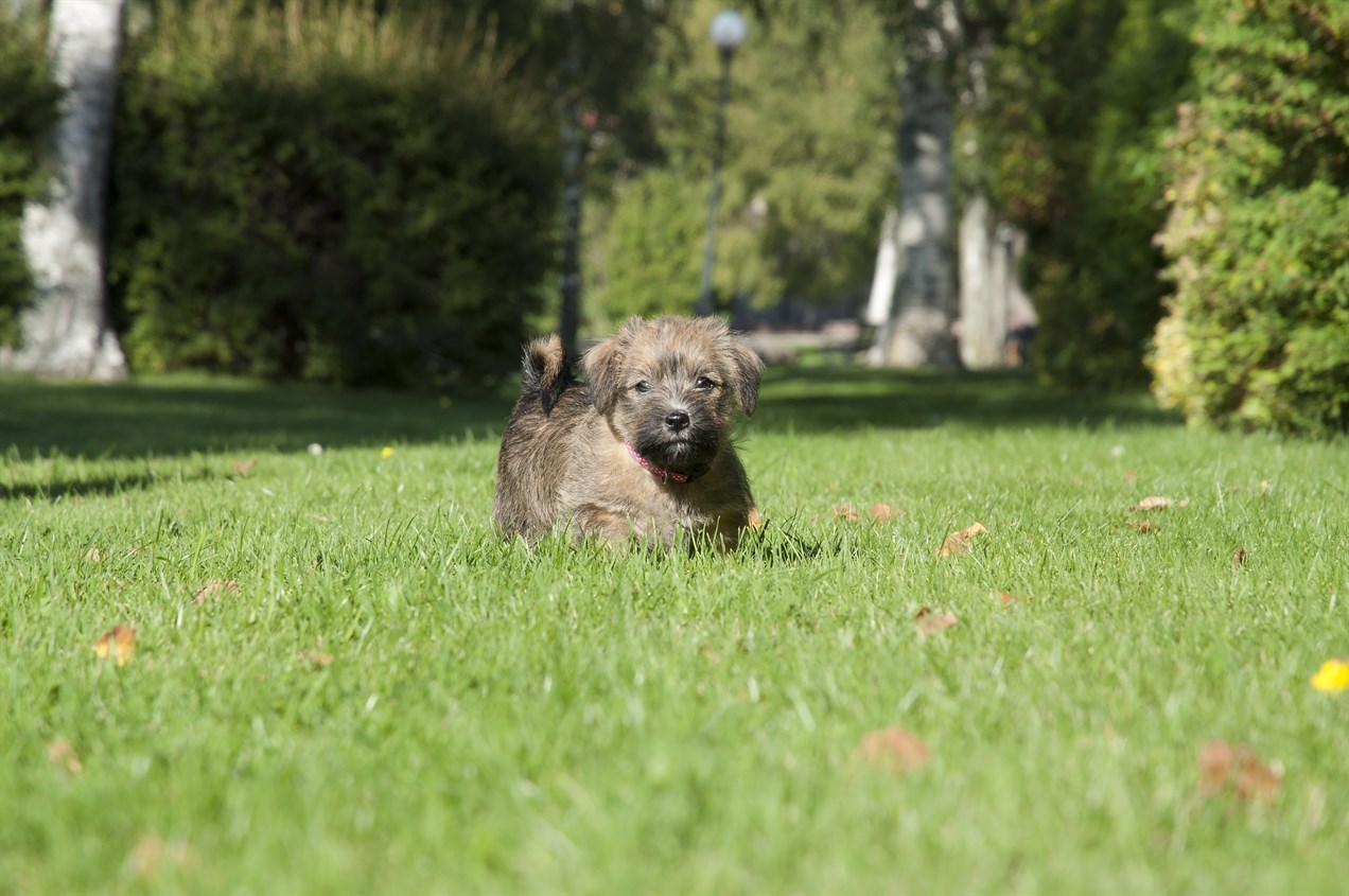 Cute Norfolk Terrier Puppy standing in the middle of green grass looking at camera