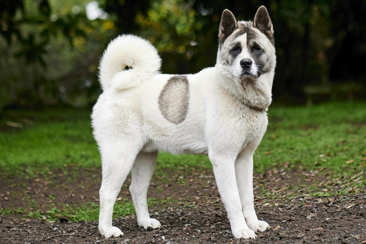 Norwegian Buhund Dog standing on partly covered grass ground looking at camera