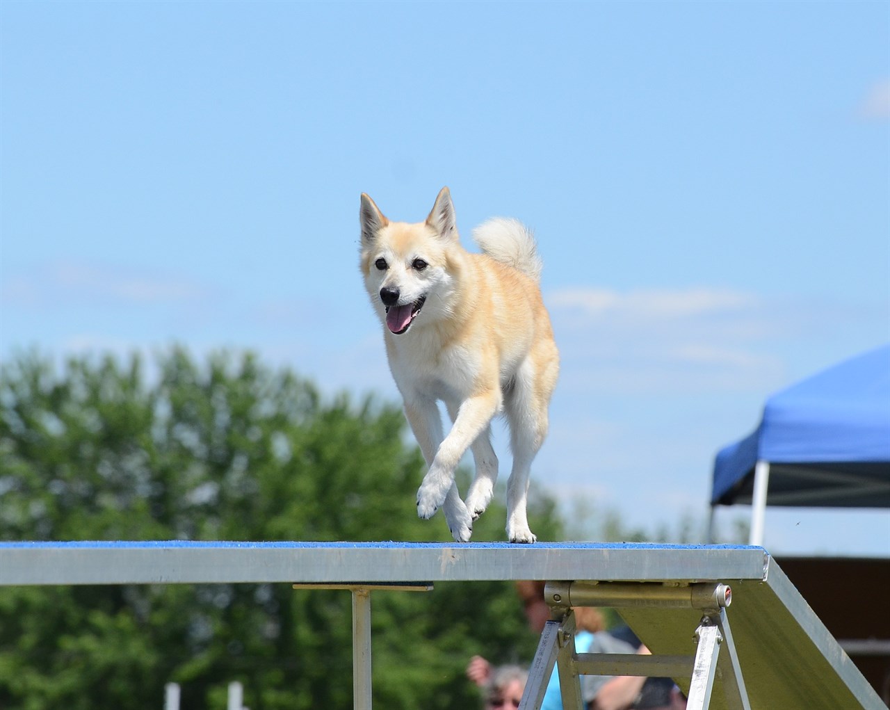 Norwegian Buhund Dog running on dog agility bridge