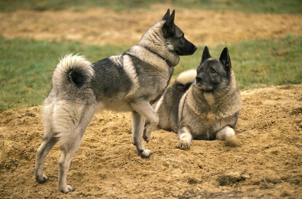 Two Norwegian Elkhound Dogs playing on dirt covered grass