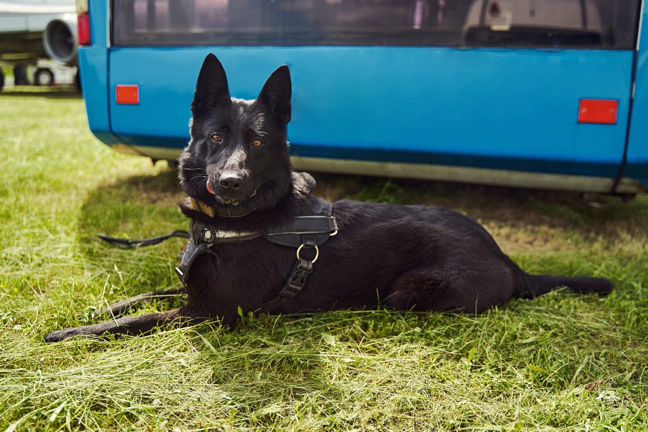 Norwegian Elkhound Dog sitting on its belly looing at camera