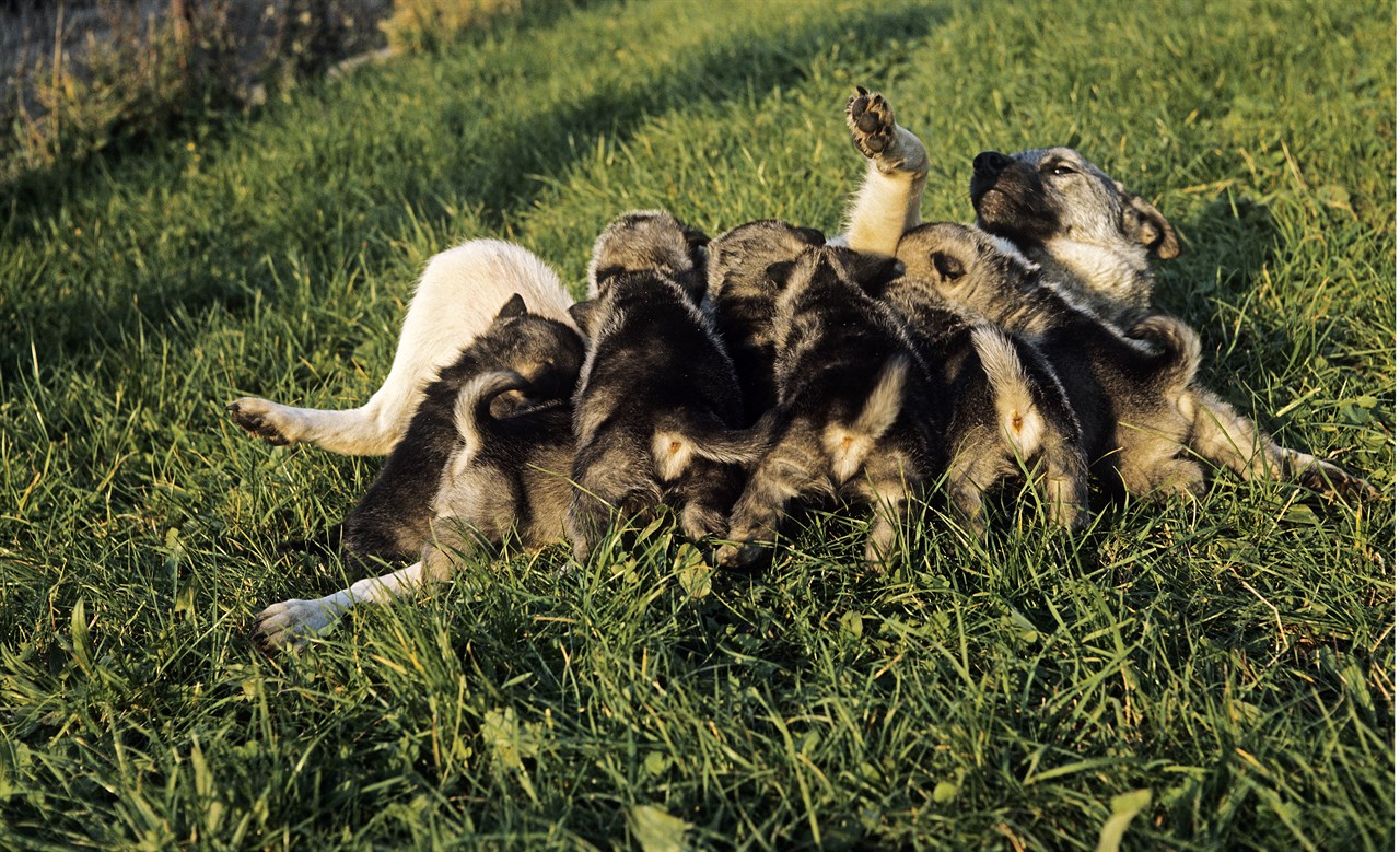 A litter of Norwegian Elkhound puppies nursing on their mother outdoor