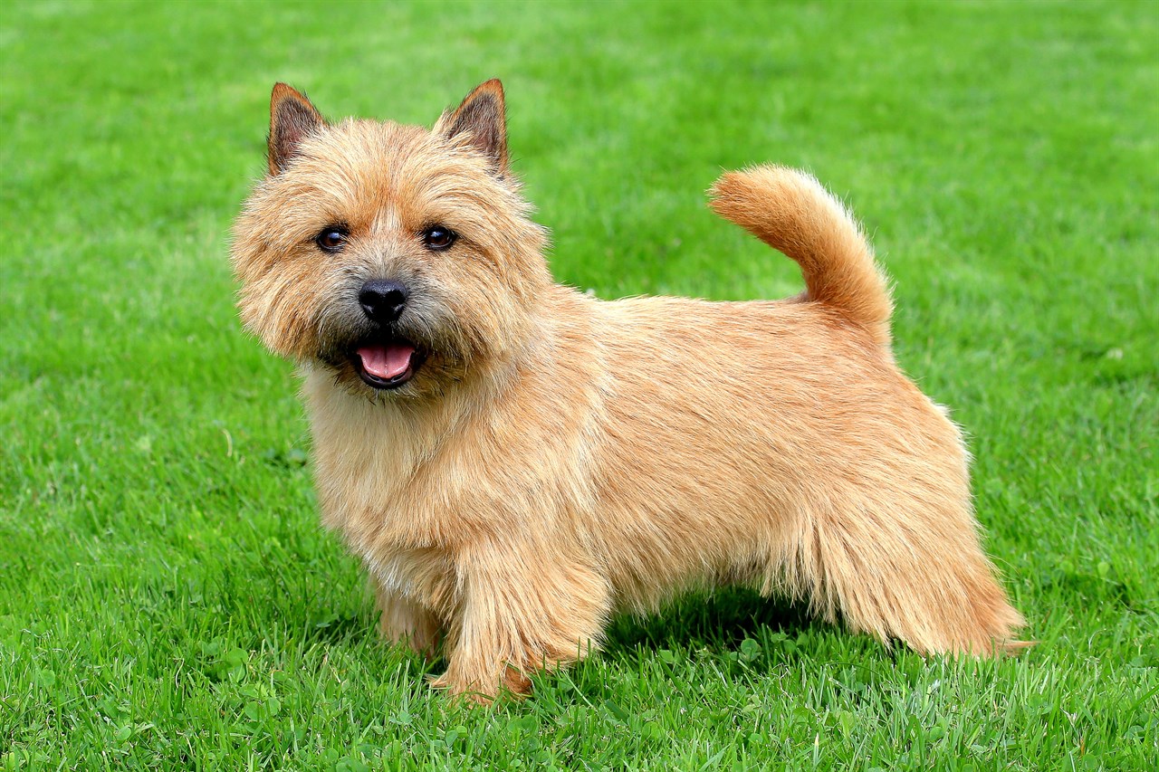 Norwich Terrier Dog smiling towards camera standing on beautiful green grass