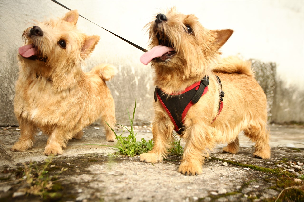 Two Norwich Terrier Dogs standing next to concrete wall looking up smiling