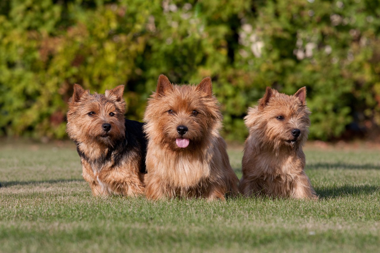 Three Norwich Terrier Dogs standing in the middle of green grass looking at camera