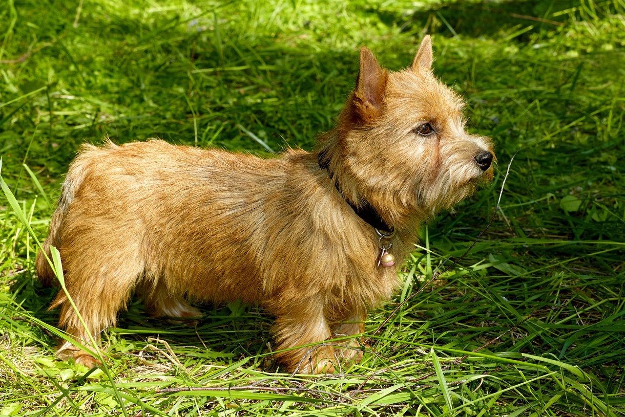 Side view of Norwich Terrier Dog standing on tall green grass wearing a black collar