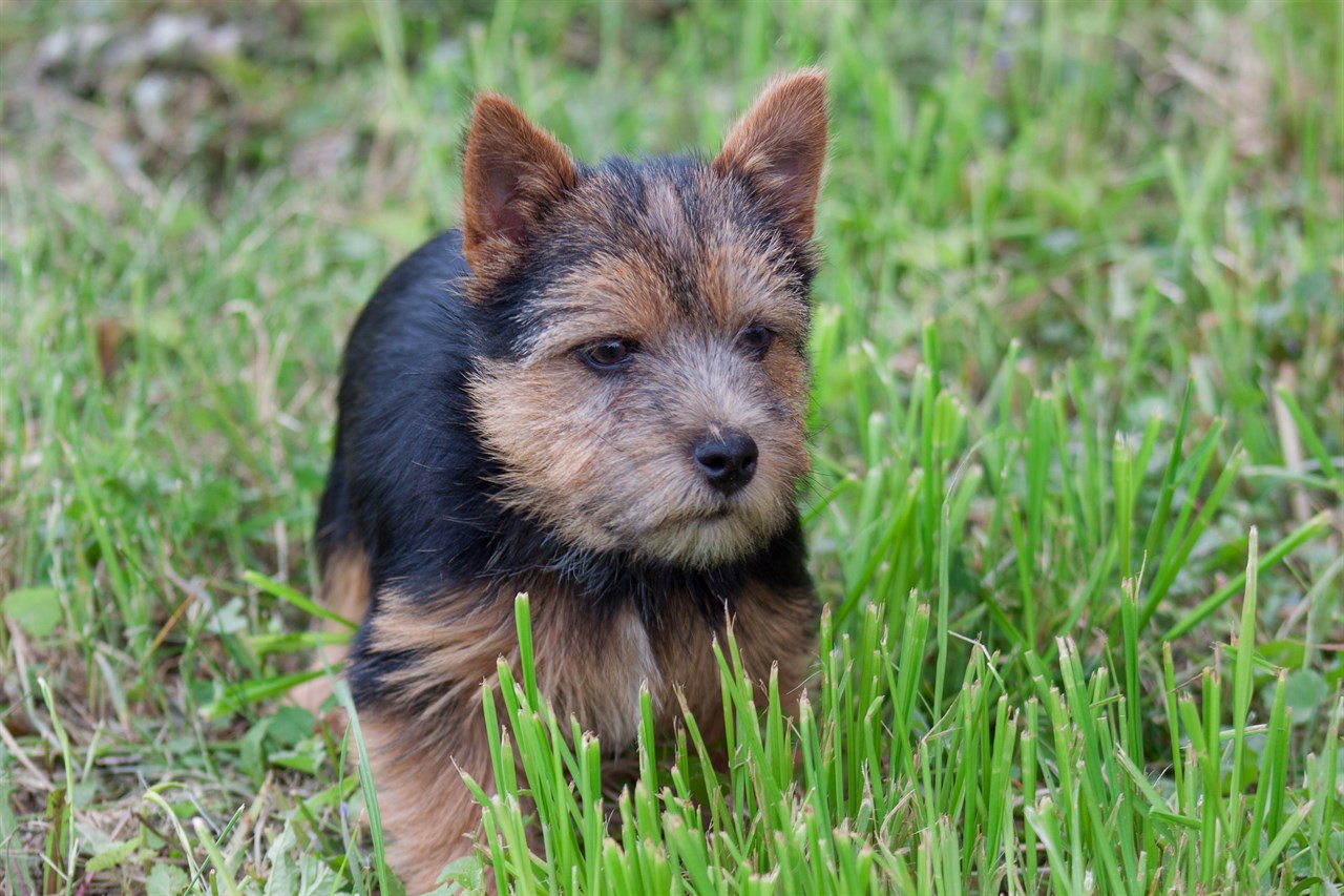 Norwich Terrier Puppy walking alone on dried leaves covered green grass