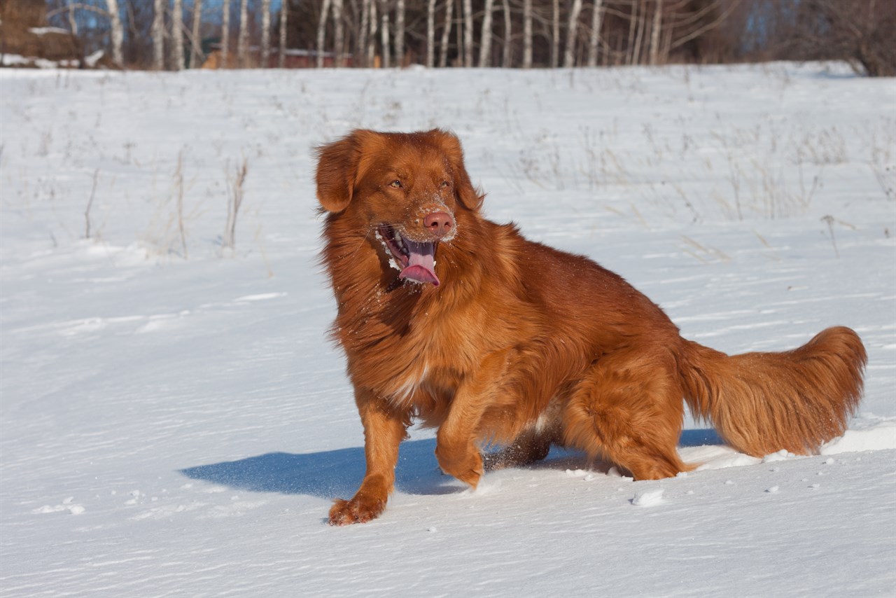 Nova Scotia Duck Tolling Retriever Dog walking happily on snow covered ground