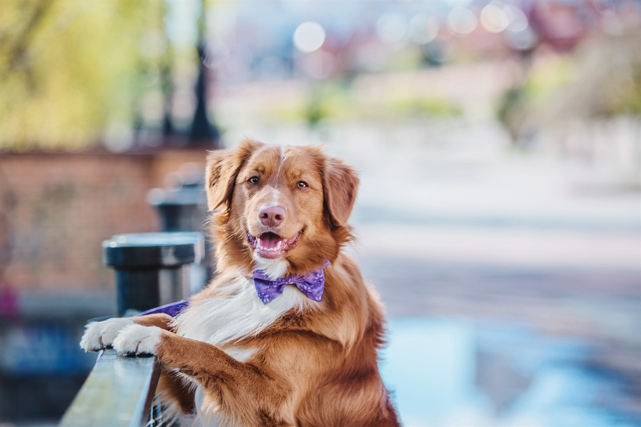 Nova Scotia Duck Tolling Retriever Dog standing and holding on sidewalk fence smiling at camera