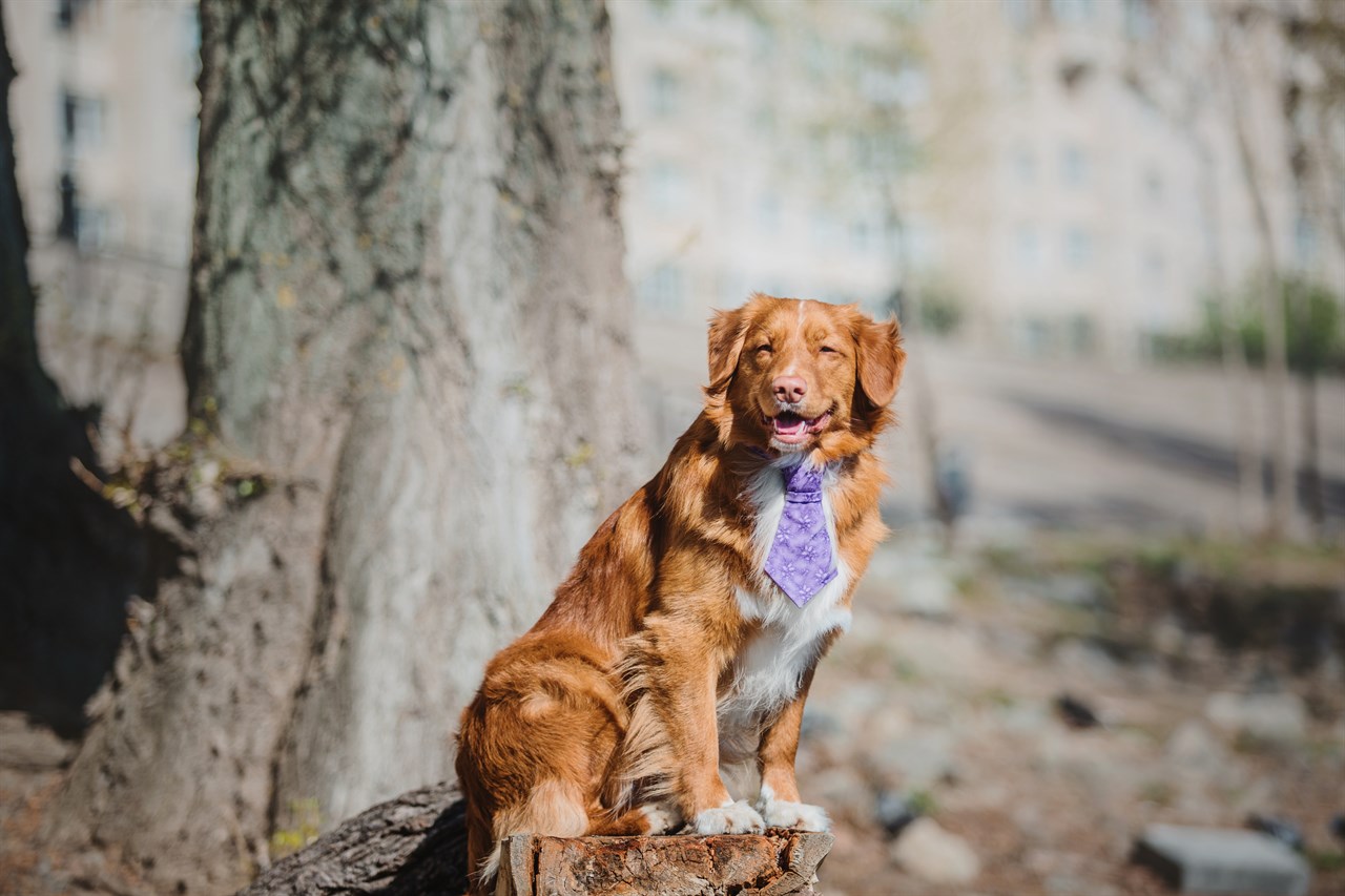 Nova Scotia Duck Tolling Retriever Dog standing on a tree stump wearing a purple dog tie