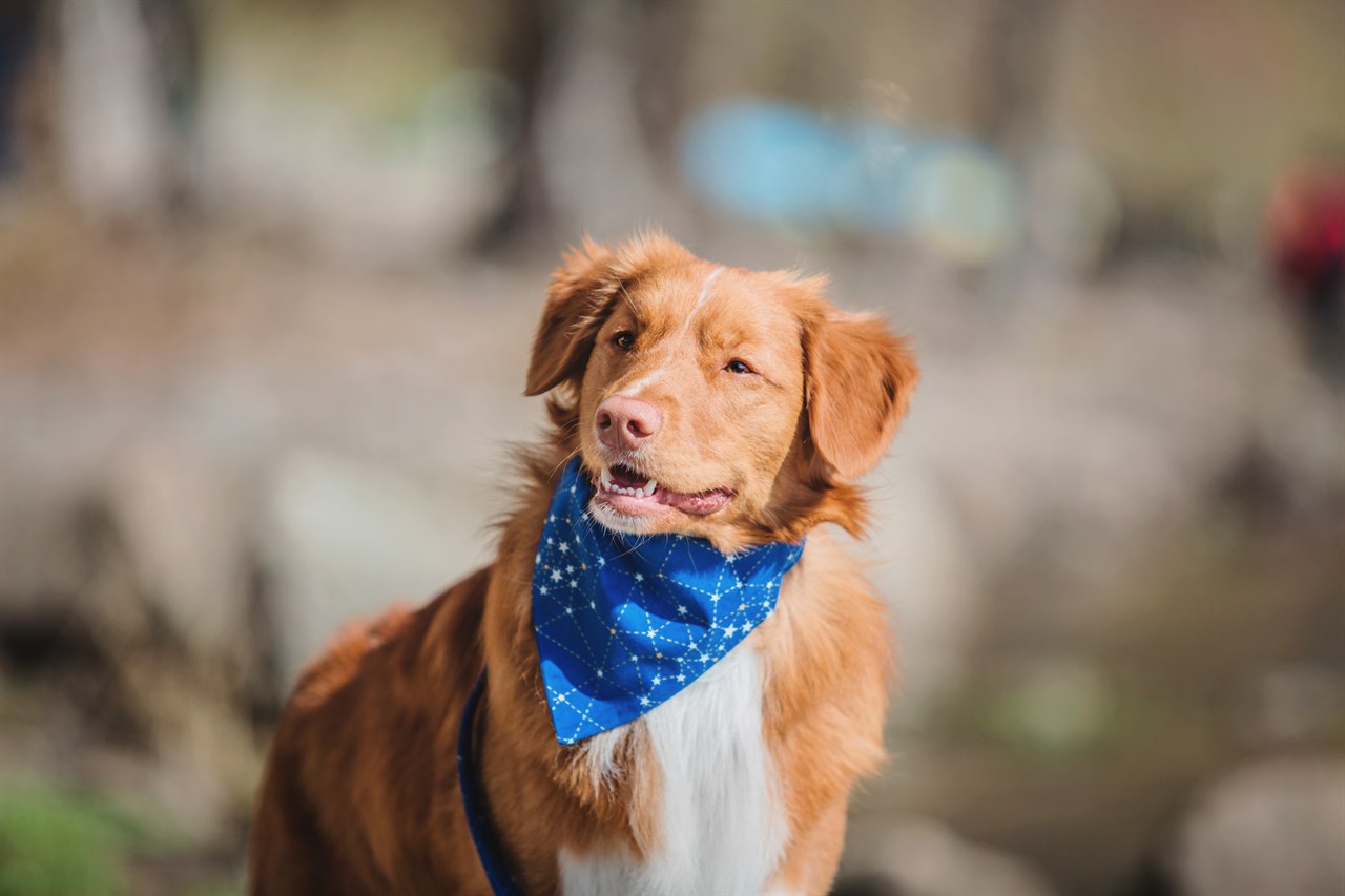 Nova Scotia Duck Tolling Retriever Dog standing in the woods wearing a blue bandana on its neck