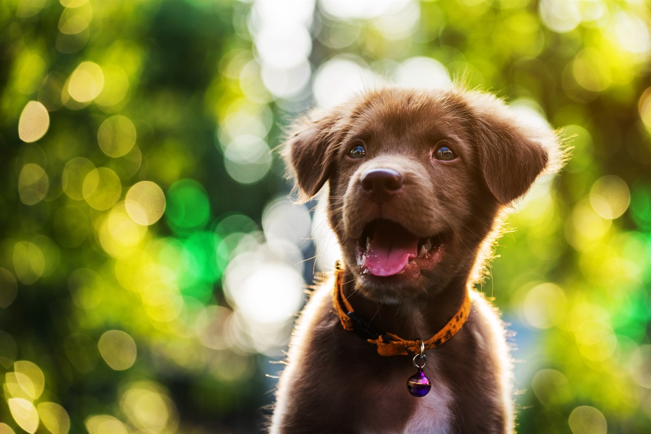 Nova Scotia Duck Tolling Retriever puppy smiling wide wearing a orange collar