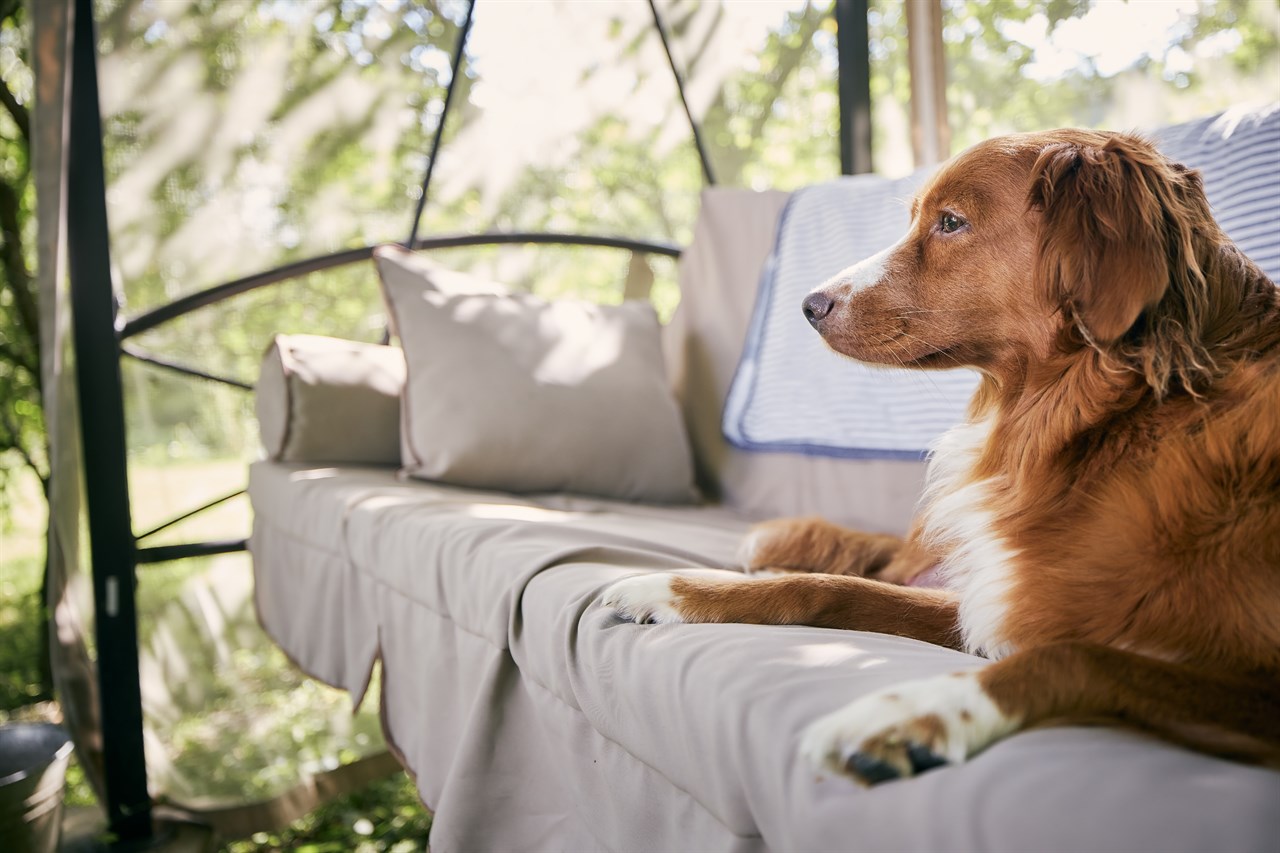 Nova Scotia Duck Tolling Retriever Dog sitting down on a grey outdoor swing chair