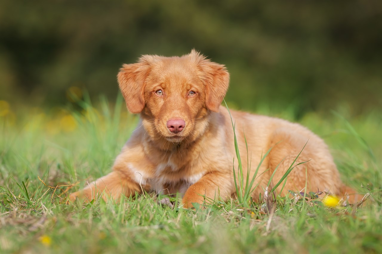 Cute Nova Scotia Duck Tolling Retriever Puppy sitting on its belly looking at camera