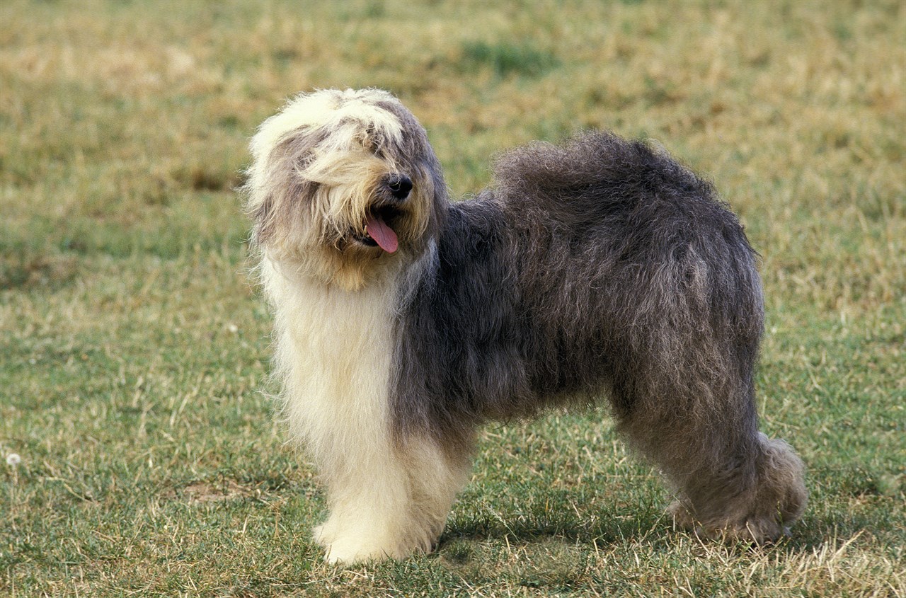 Old English Sheepdog Dog standing on green field smiling