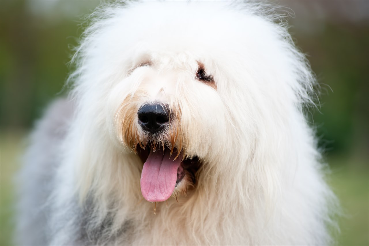 Close up view of Old English Sheepdog Dog face smiling