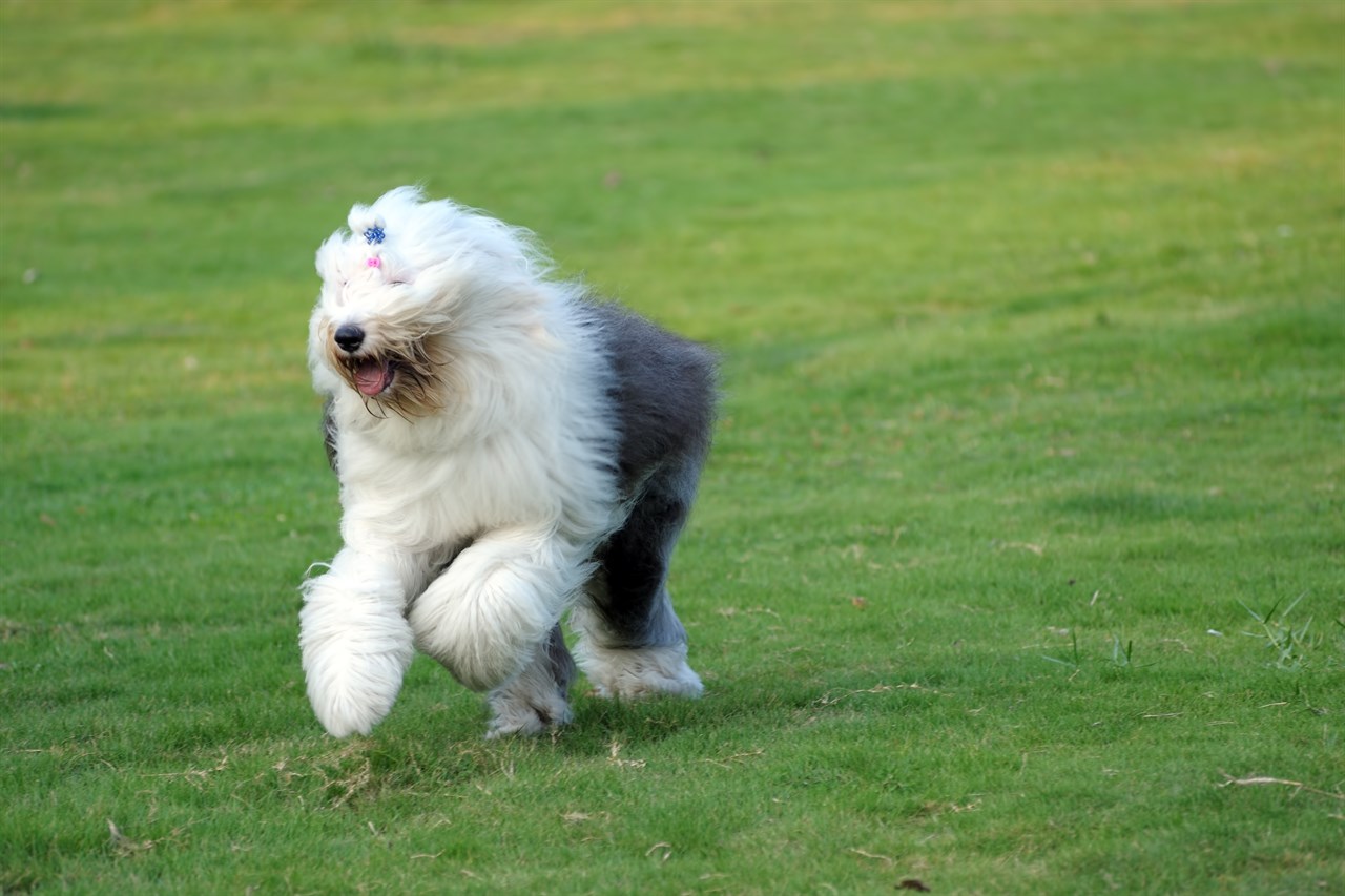 Old English Sheepdog Dog happily running across green field